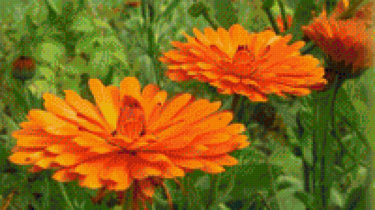 Цветы - предпросмотр