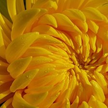 Схема вышивки «Хризантема»