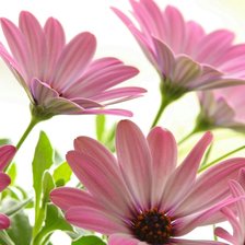 Схема вышивки «Цветы»