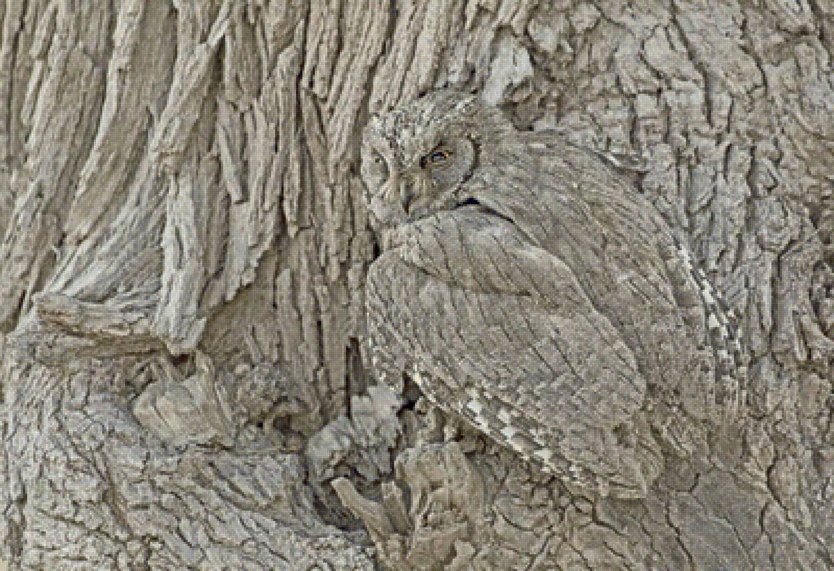 Сова - птица, природа - предпросмотр