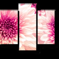 Хризантемы