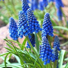 Схема вышивки «Цветы»