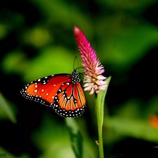 Схема вышивки «Бабочка»