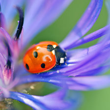 Схема вышивки «Цветы»