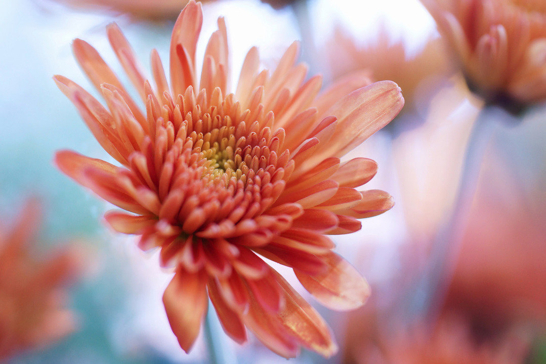 Цветы - оригинал