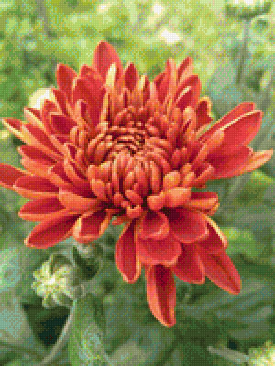 Хризантема - предпросмотр