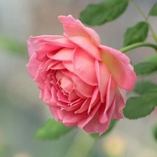 Схема вышивки «№2128192»