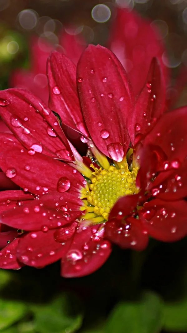 Цветы - оригинал