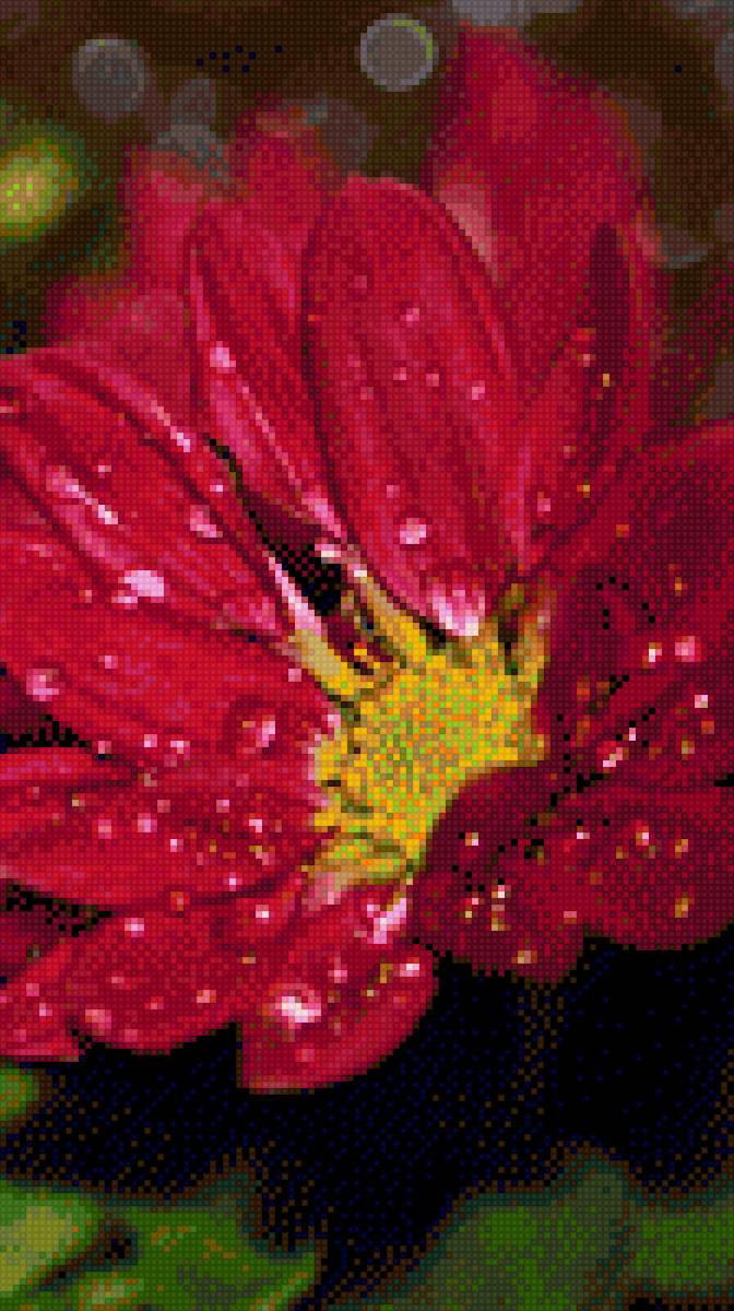 Цветы - предпросмотр