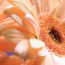 Схема вышивки «Цветы»