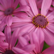 Схема вышивки «Цветы»