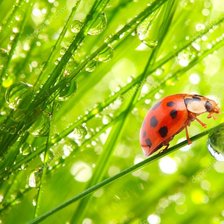 Схема вышивки «Цветы»