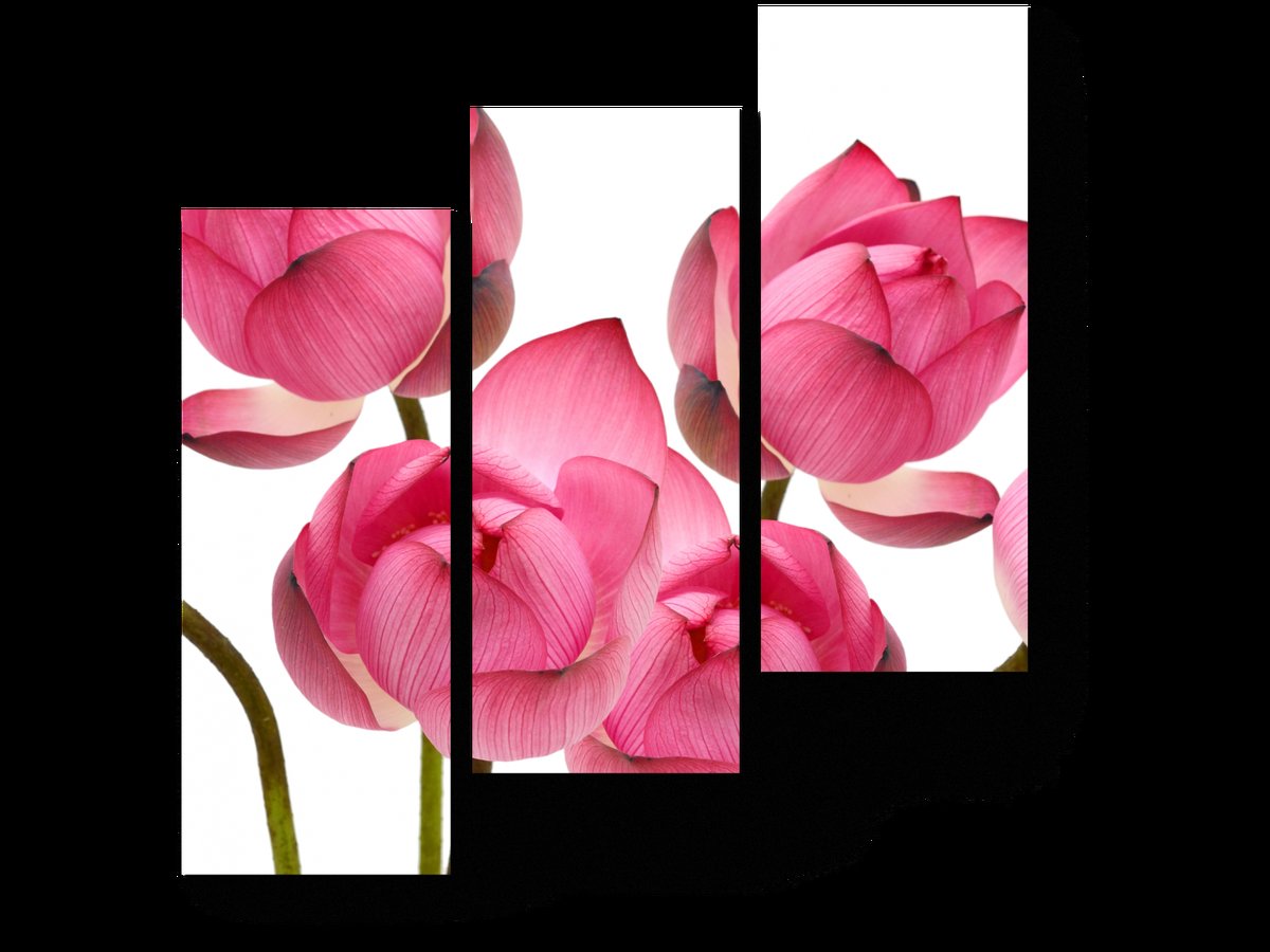 Цветы - оригинал