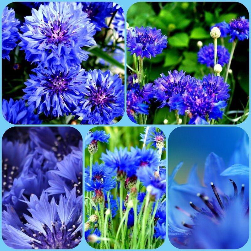 Цветы - оригинал