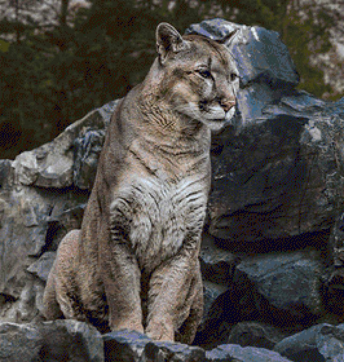 пума - предпросмотр