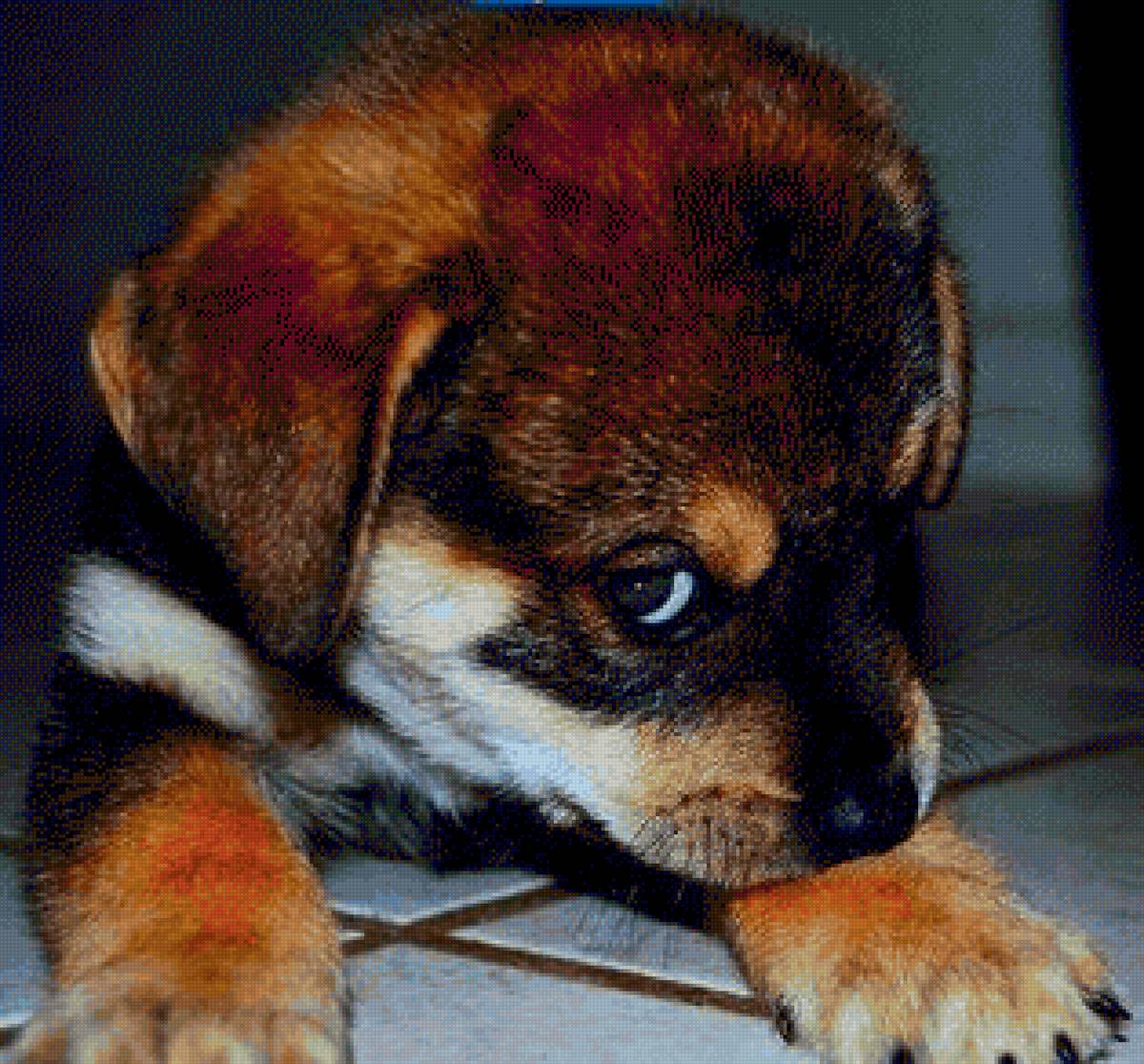 хвостик - грусть, щенок, где хозяин - предпросмотр