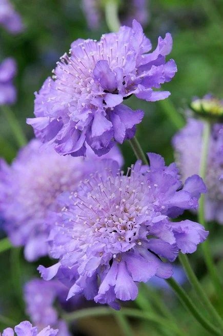 Полевые цветы - природа, цветы - оригинал