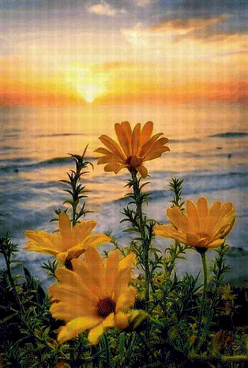 У самого синего моря - цветы, море, закат, природа - предпросмотр