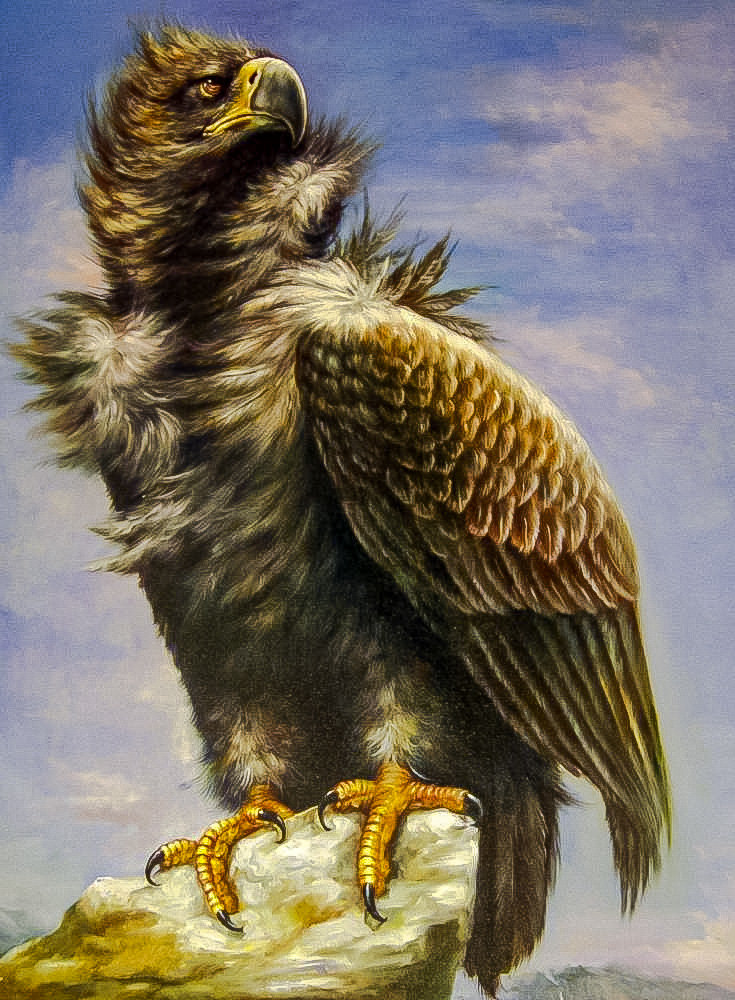 The Eagle. - augusto javino bruno painter.birds. - оригинал