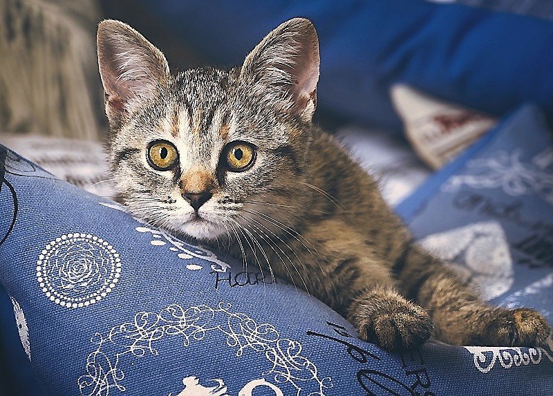 №2129608 - оригинал