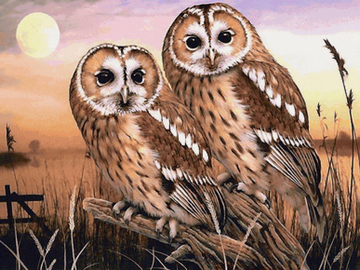 №2129617 - предпросмотр