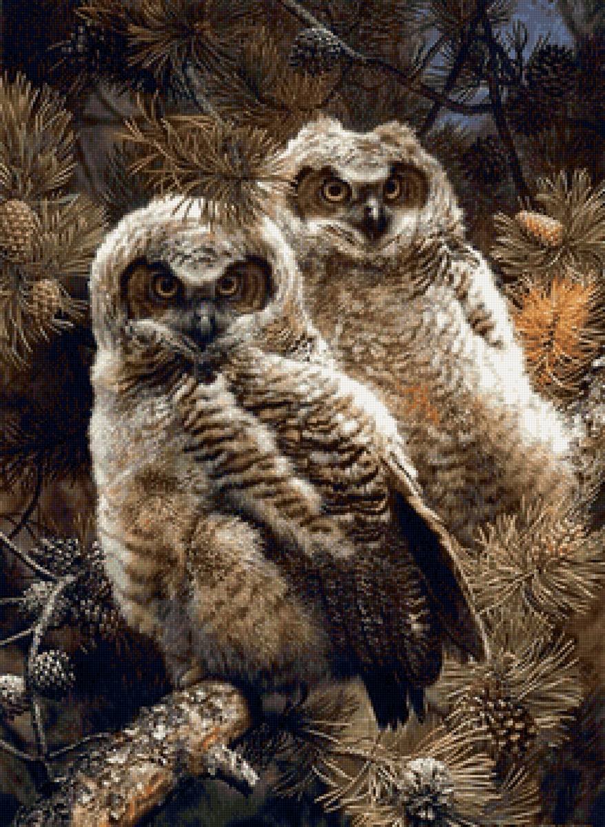 птицы - предпросмотр