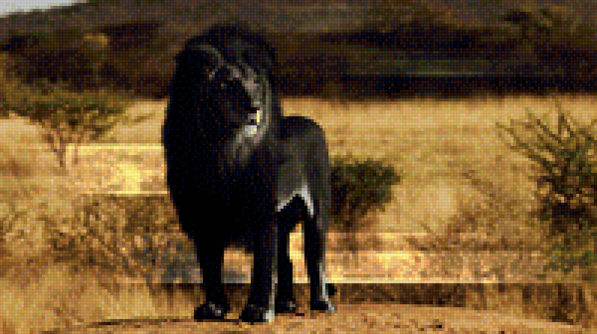 Черный лев - звери, животные, прайд - предпросмотр
