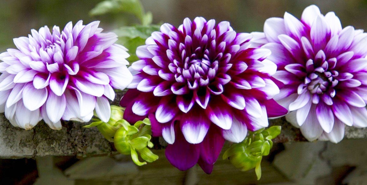 Георгины - оригинал