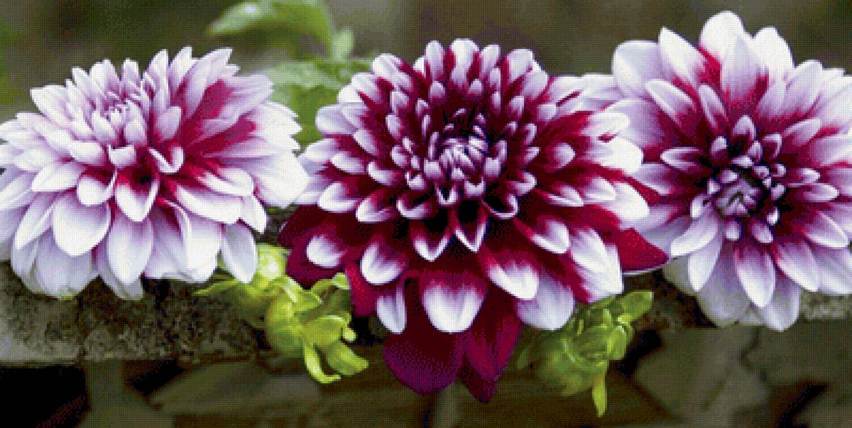 Георгины - предпросмотр