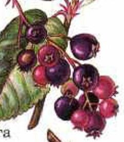 ИРГА - оригинал