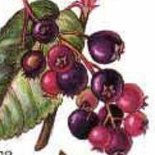 Схема вышивки «ИРГА»