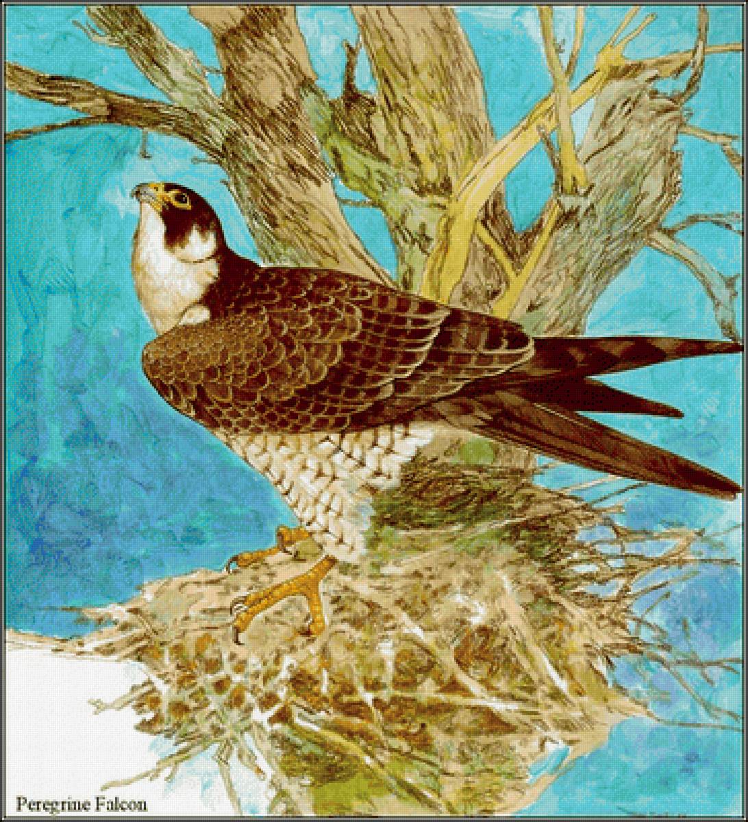 Птицы - птицы - предпросмотр