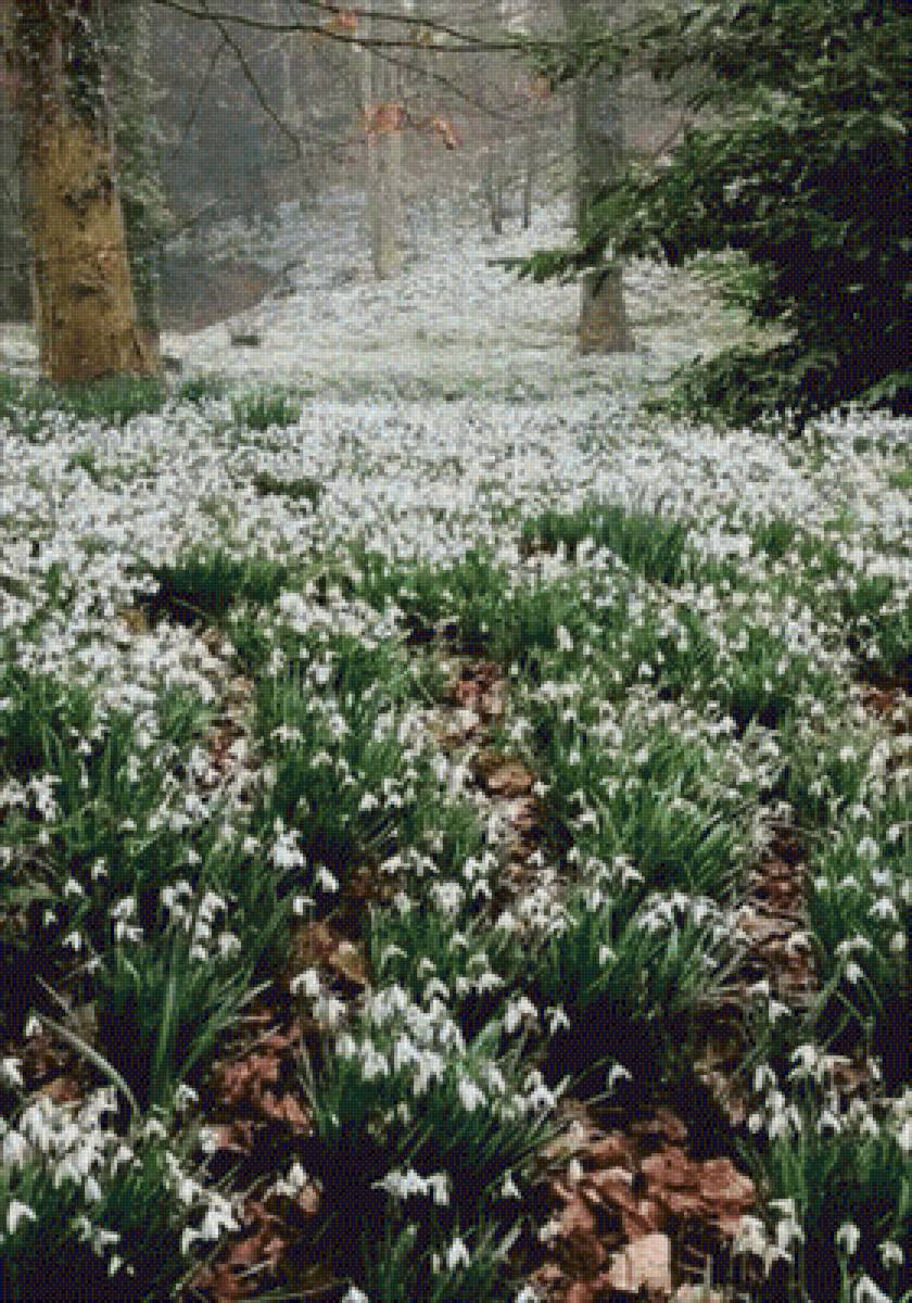 Весна - подснежники, весна - предпросмотр