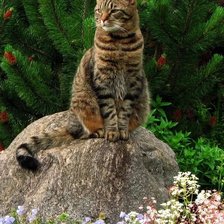 Схема вышивки «№2131510»