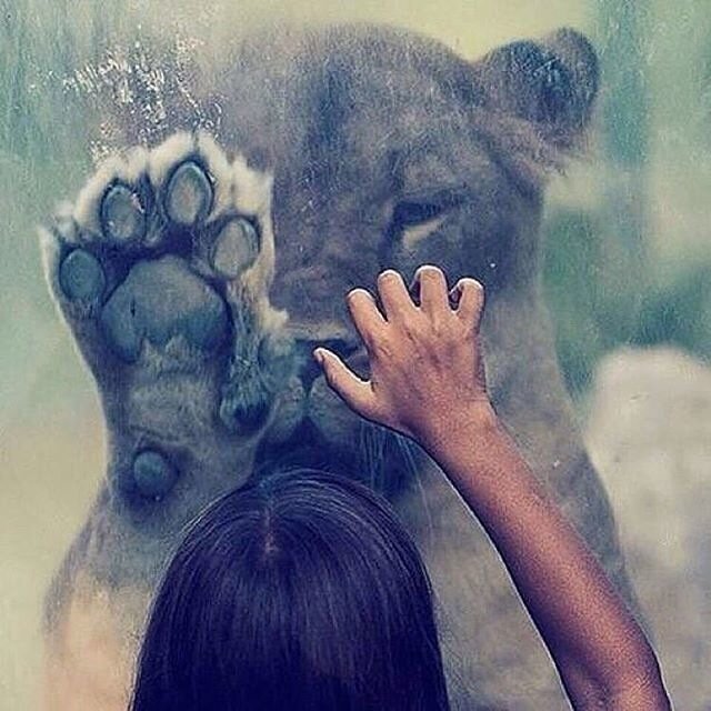 Одной крови - дружба, человек, животные - оригинал