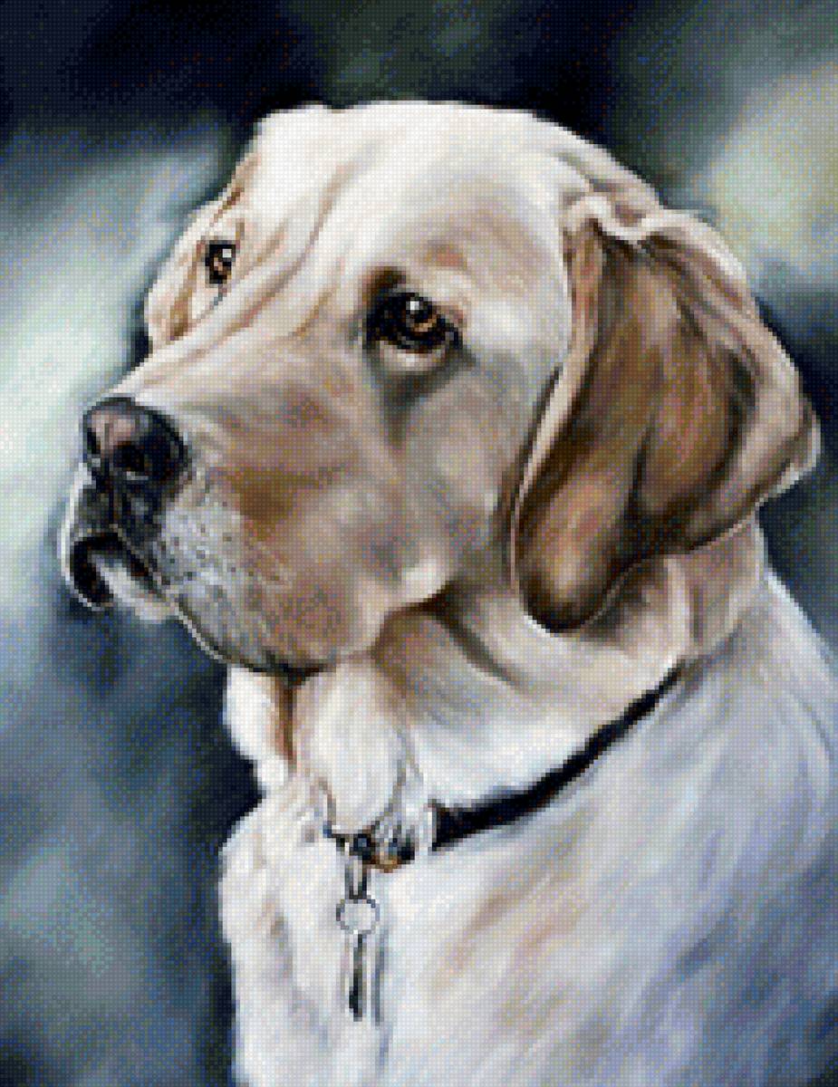 Преданный взгляд - преданность, собака, взгляд, верность, глаза, ретривер - предпросмотр