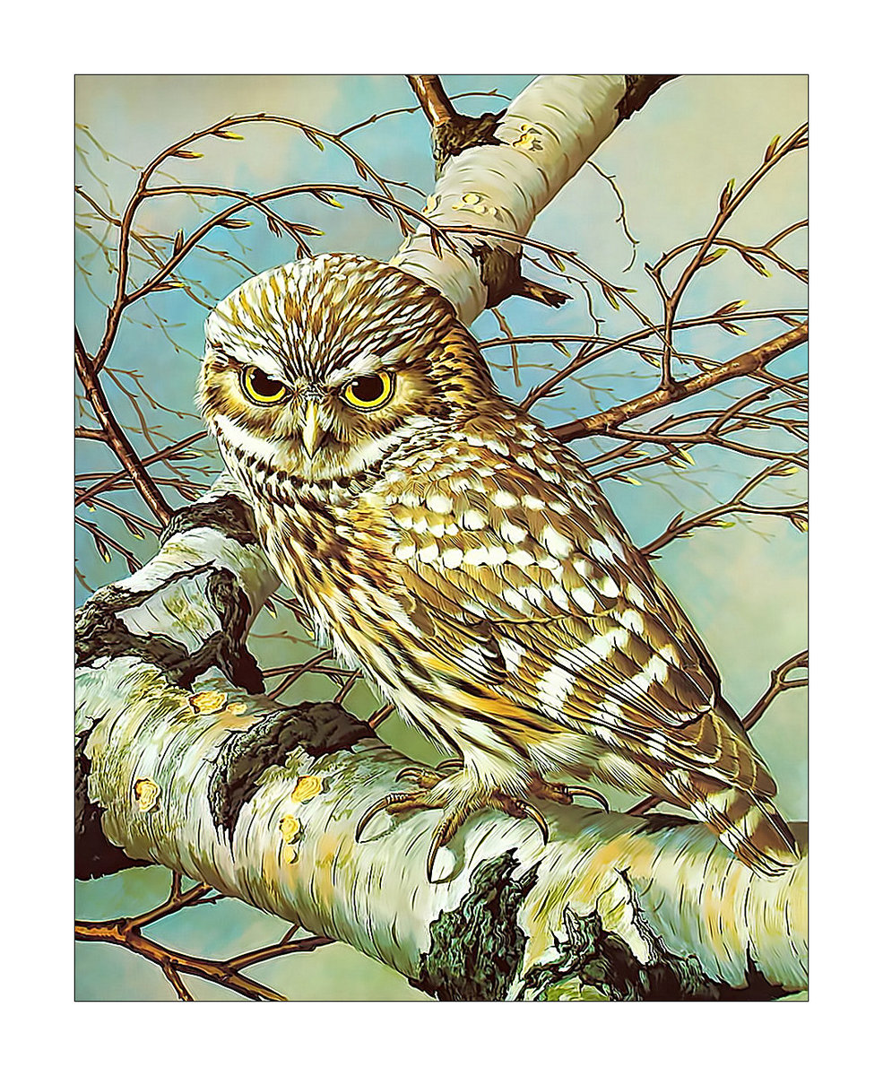 Совушка. - сова, птицы, хищник - оригинал