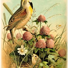 Оригинал схемы вышивки «№2132172»