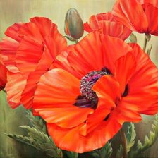 Схема вышивки «Маки»