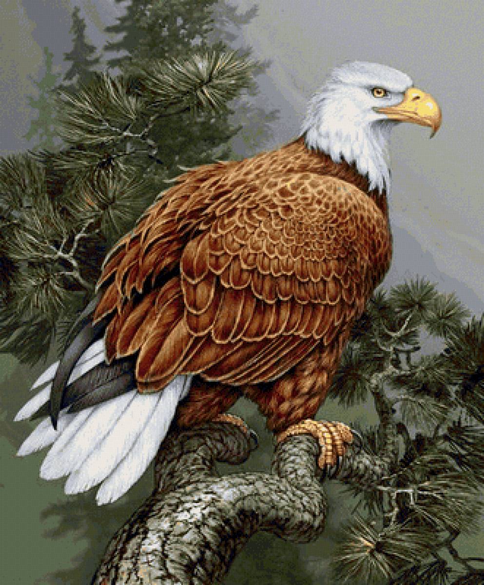 птицы - предпросмотр