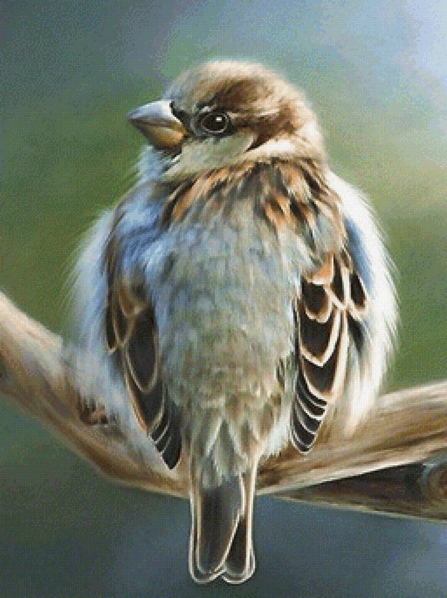 Воробей - предпросмотр