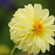 Схема вышивки «dália amarela»