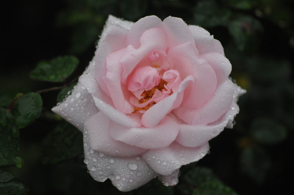 rosa rosa - flores - оригинал