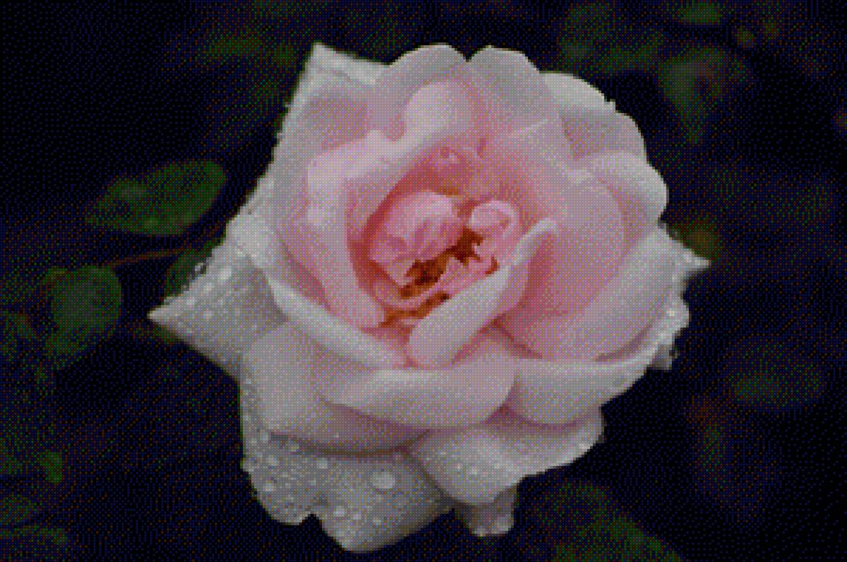 rosa rosa - flores - предпросмотр