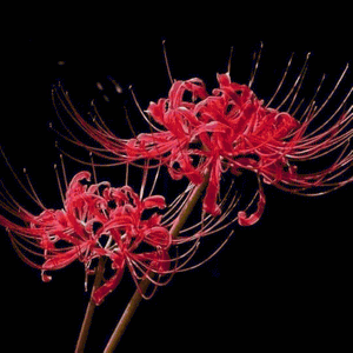 Bỉ ngạn hoa - hoa - предпросмотр