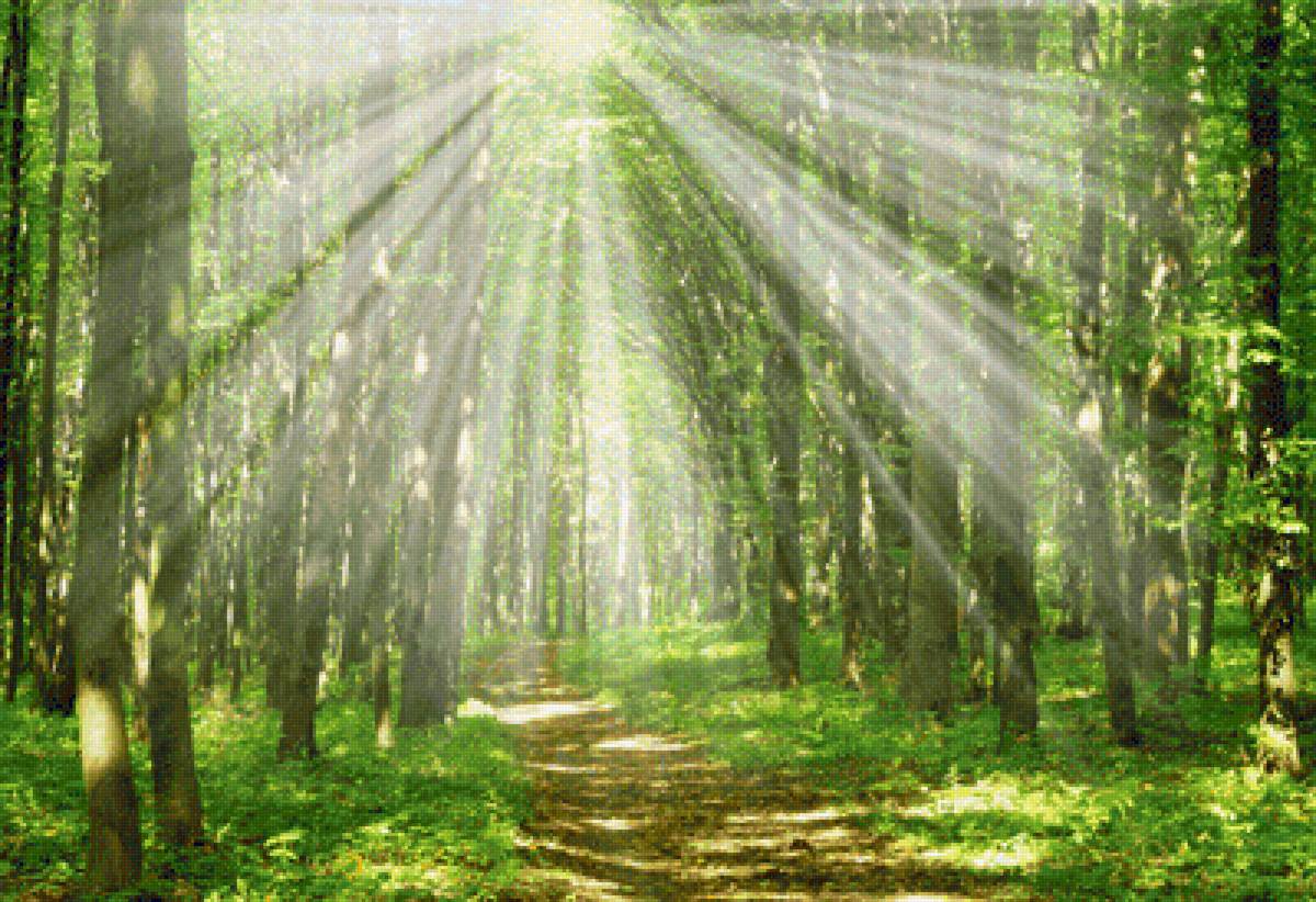 Сонячне світло - ліс, проміння - предпросмотр