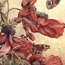 Схема вышивки «маки и бабочки»