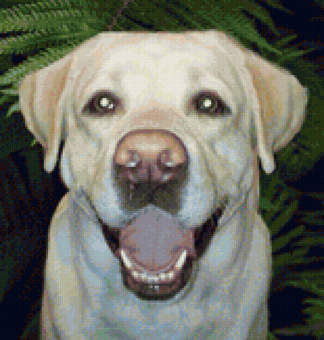 Вик Кинг - лабрадор - предпросмотр