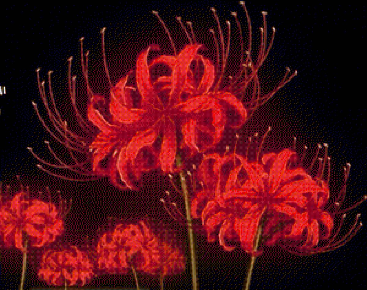 Bỉ ngạn hoa - hoa - предпросмотр