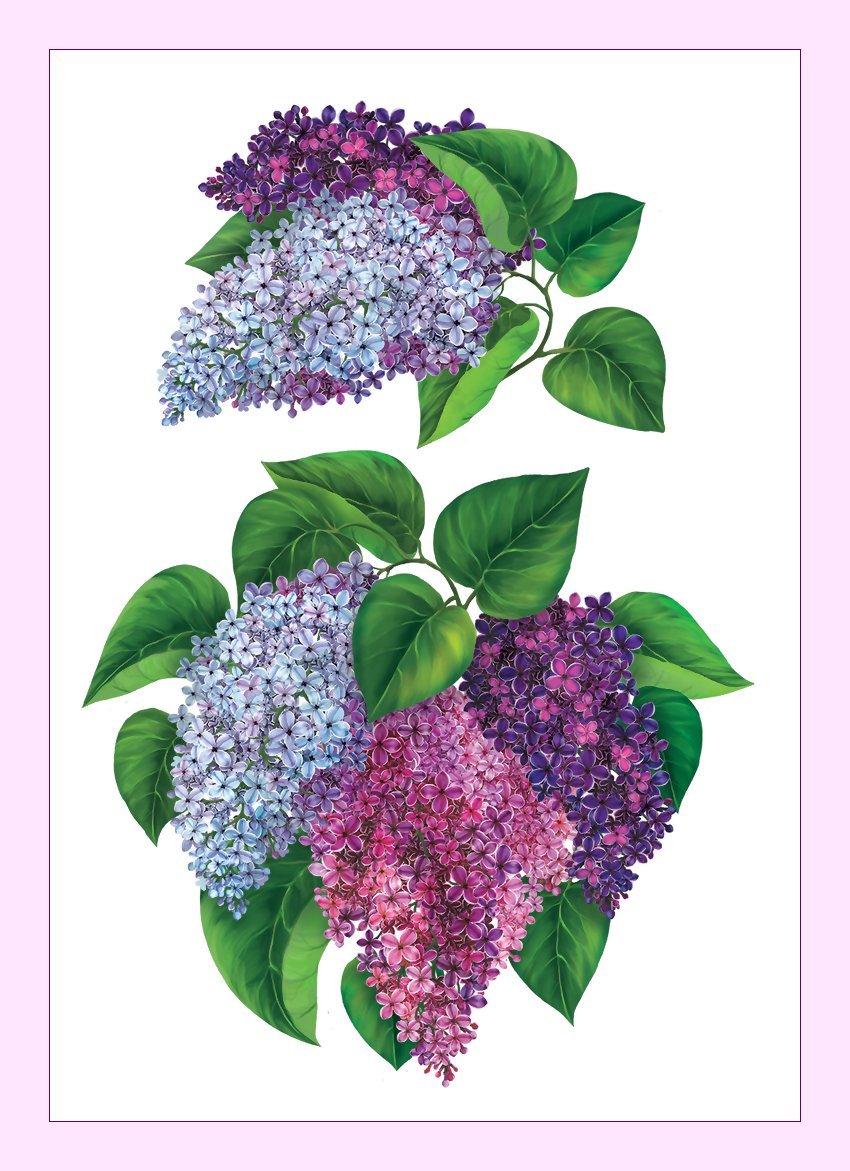 №2134202 - сирень, цветы - оригинал